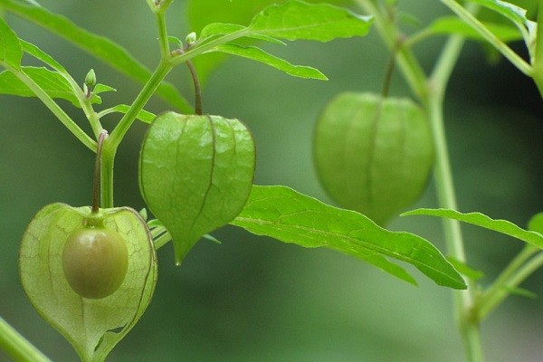 Begini Cara Meracik Ramuan Herbal Dari Buah Ciplukan