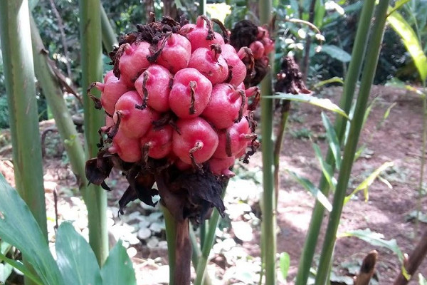 Manfaat Buah Honje: Buah Eksotis dengan Segudang Khasiat
