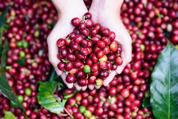 Syarat tumbuh tanaman kopi robusta