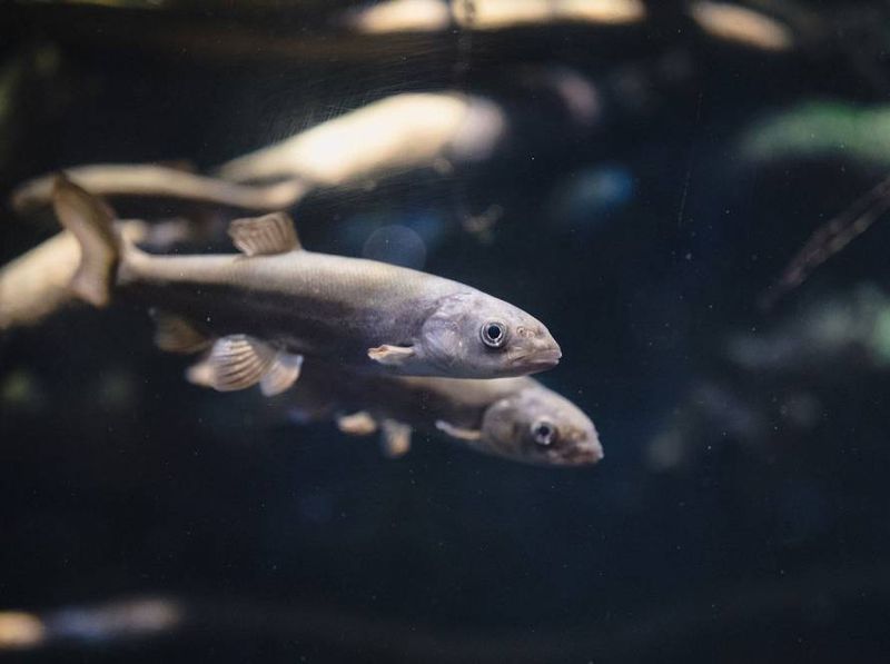 Hatchery Innovation in the Pacific Northwest