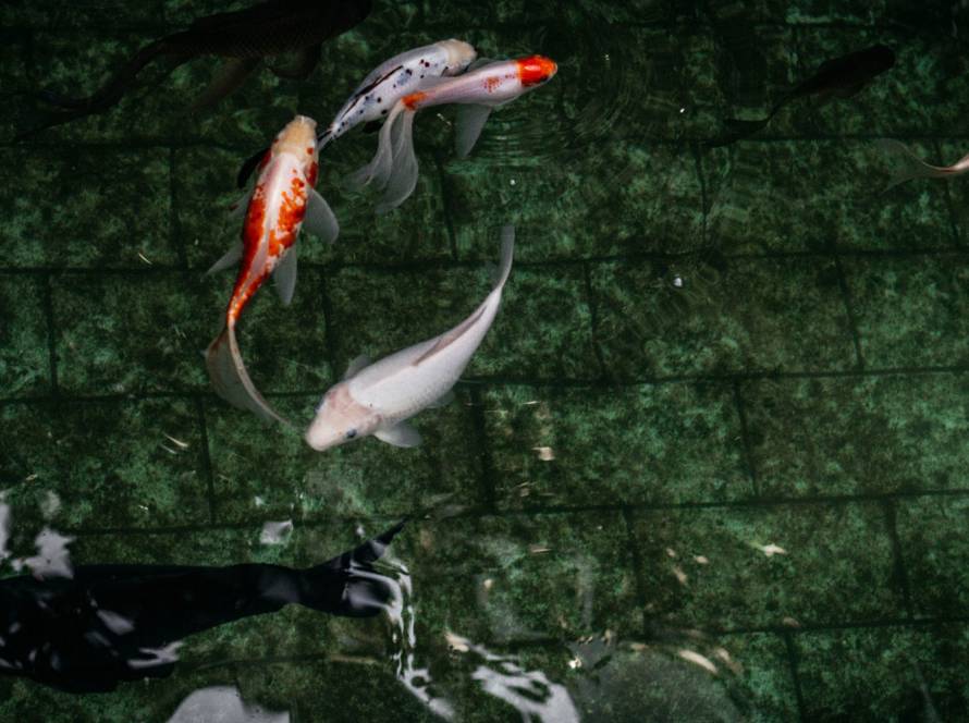 Building Tribal Hatchery Partnerships