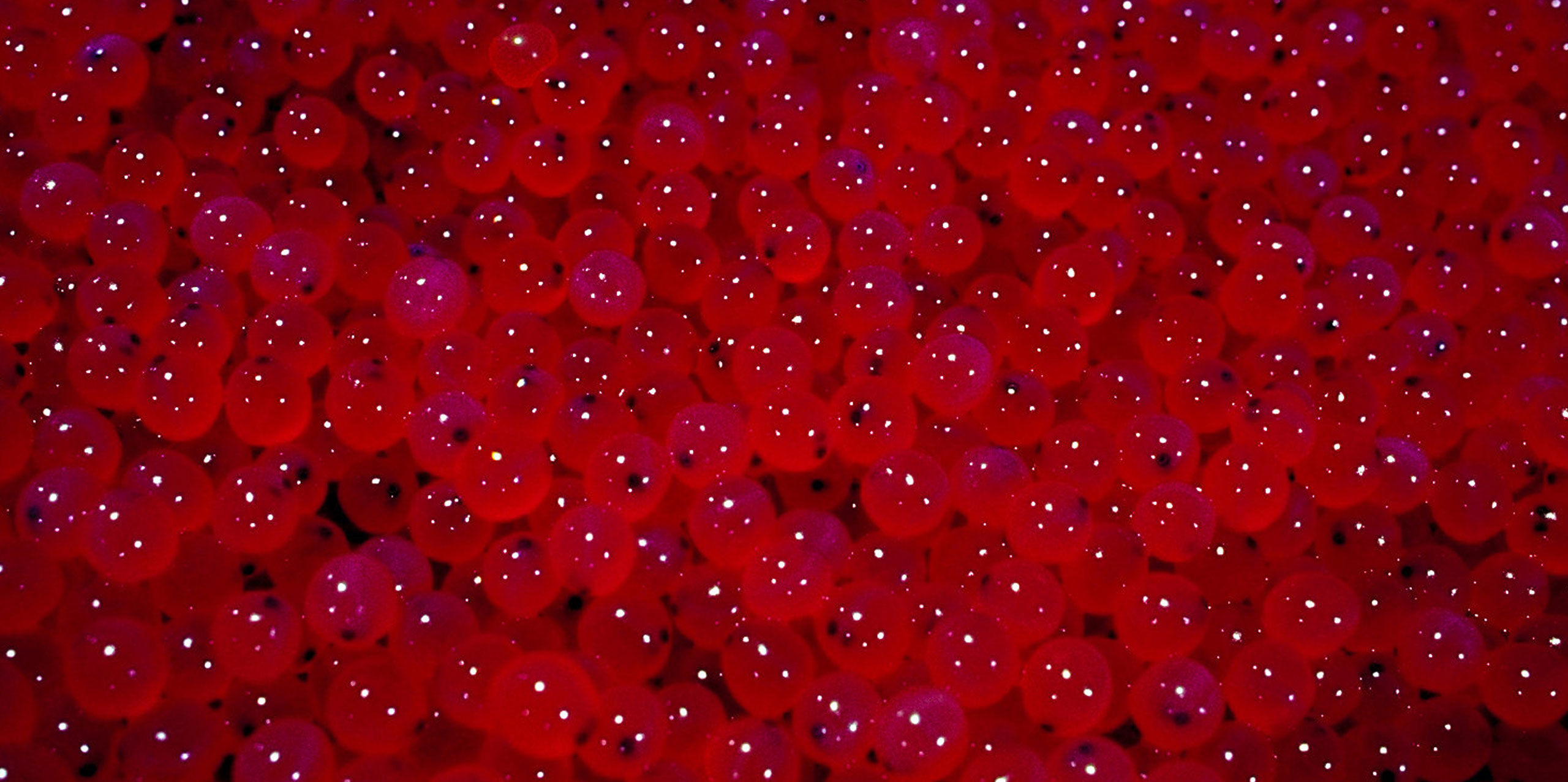 Redd Zone hatchery equipment