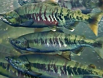 Supporting Conservation