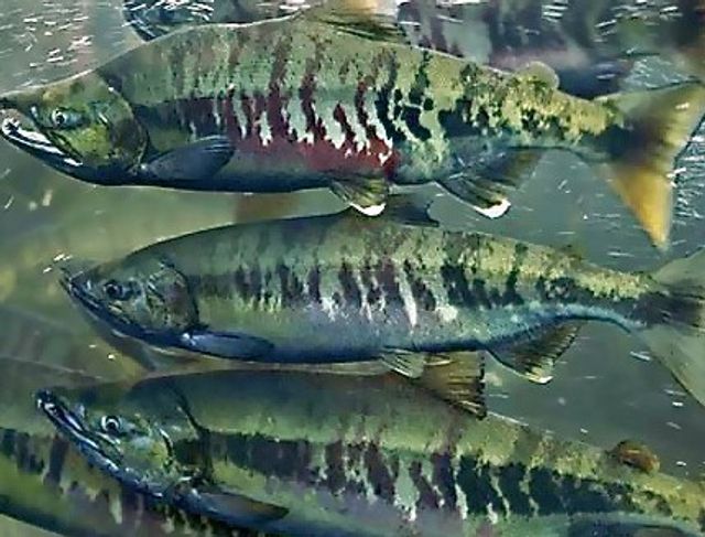 Fish conservation