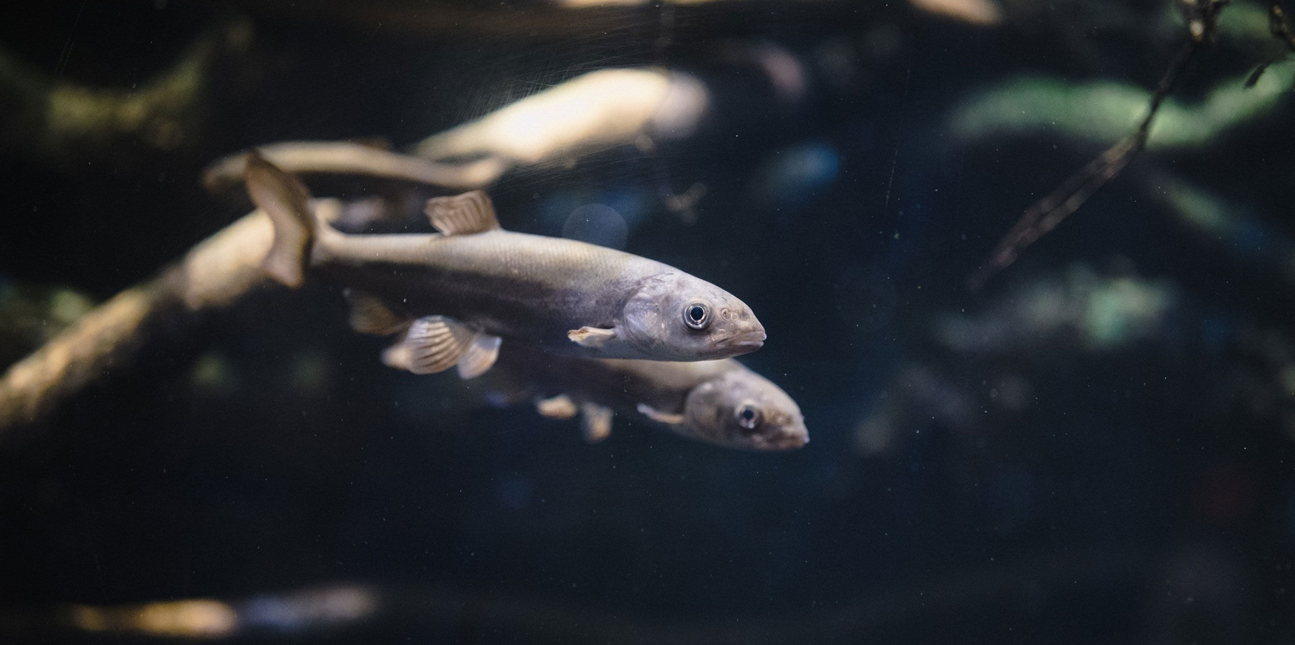 Tribal school hatchery program