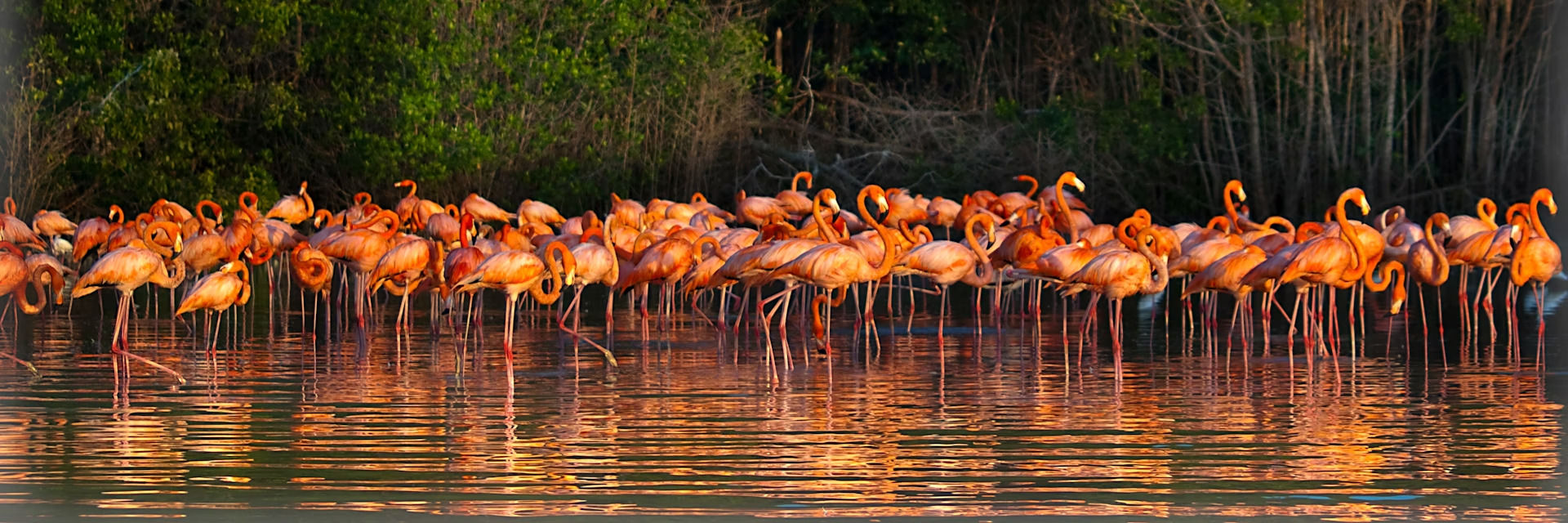 Una vista panorámica de Celestún con flamencos rosados en el agua al atardecer.
