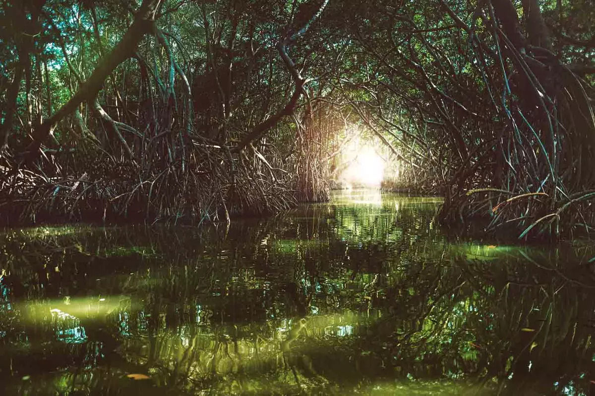 Árboles petrificados en Celestún, Yucatán
