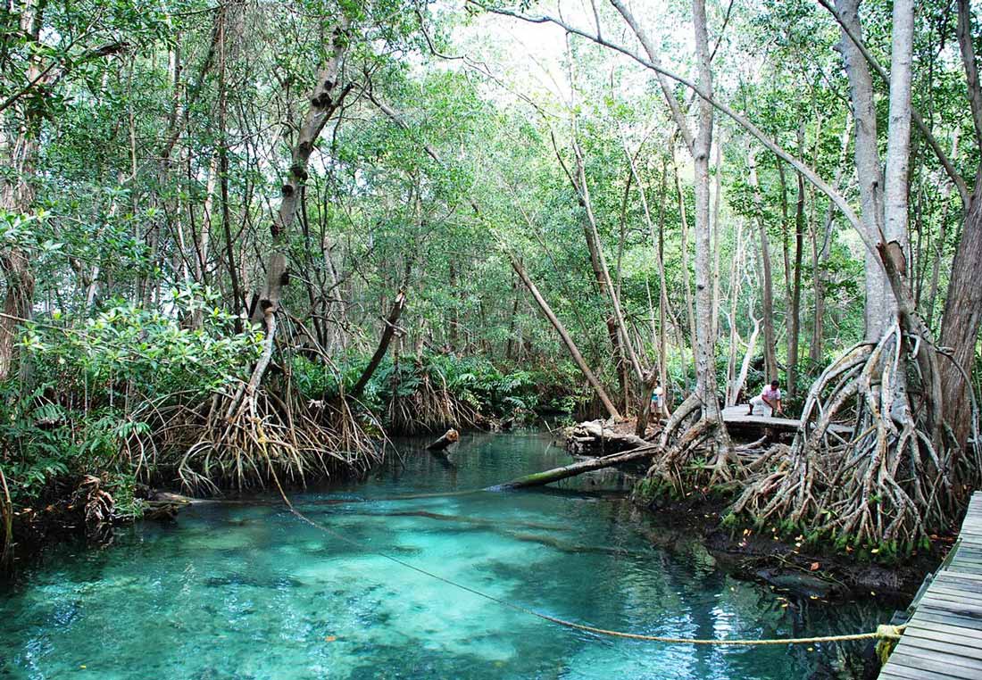 Manglares en Celestún, Yucatán