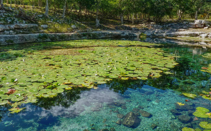 Infografía sobre la biodiversidad o características del Cenote Xlacah