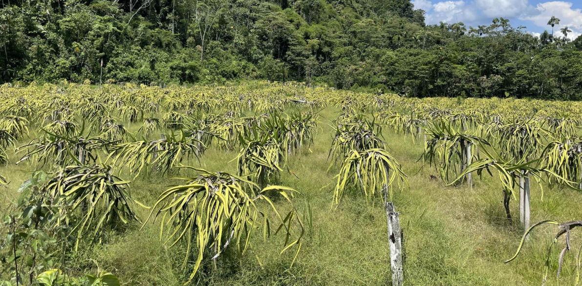 Mapa o infografía de las zonas de cultivo de pitahaya en México o a nivel mundial.