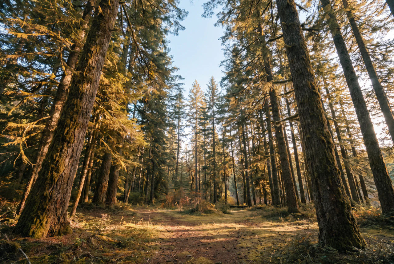 Evergreen forest with warm sunbeams, muted moss and a pale sky between the trunks