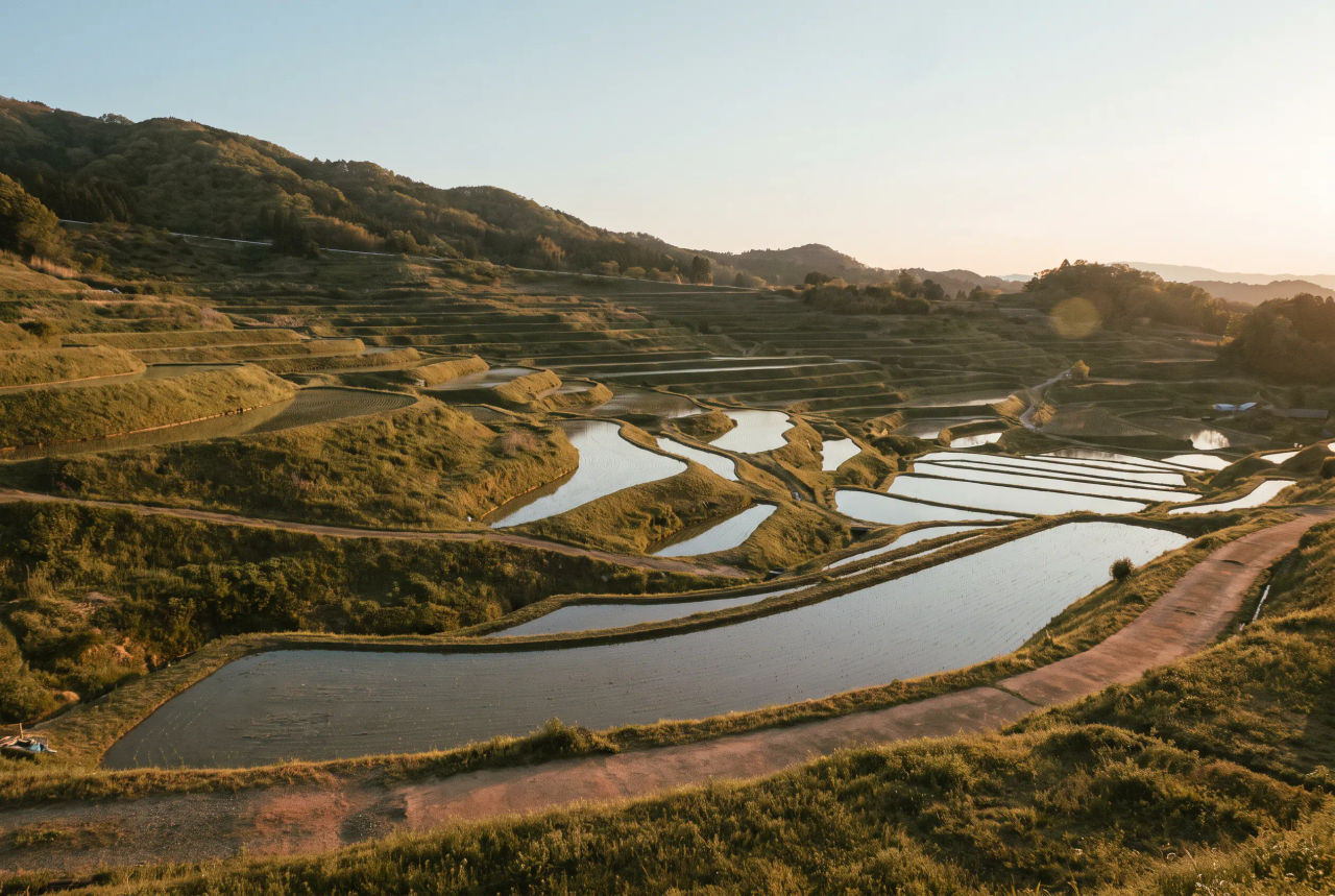 Rice terraces in muted olive and warm gold light under a pale blue sky