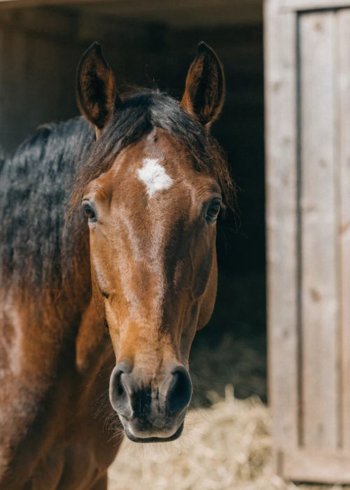 Generated horse portrait: Bay