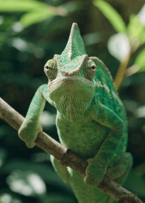 Generated chameleon portrait: Leaf