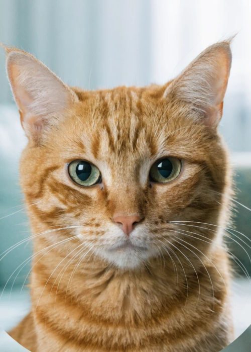 Generated cat portrait: Mango