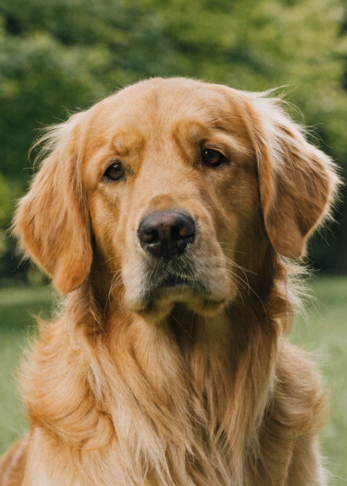 Generated dog portrait: Maple