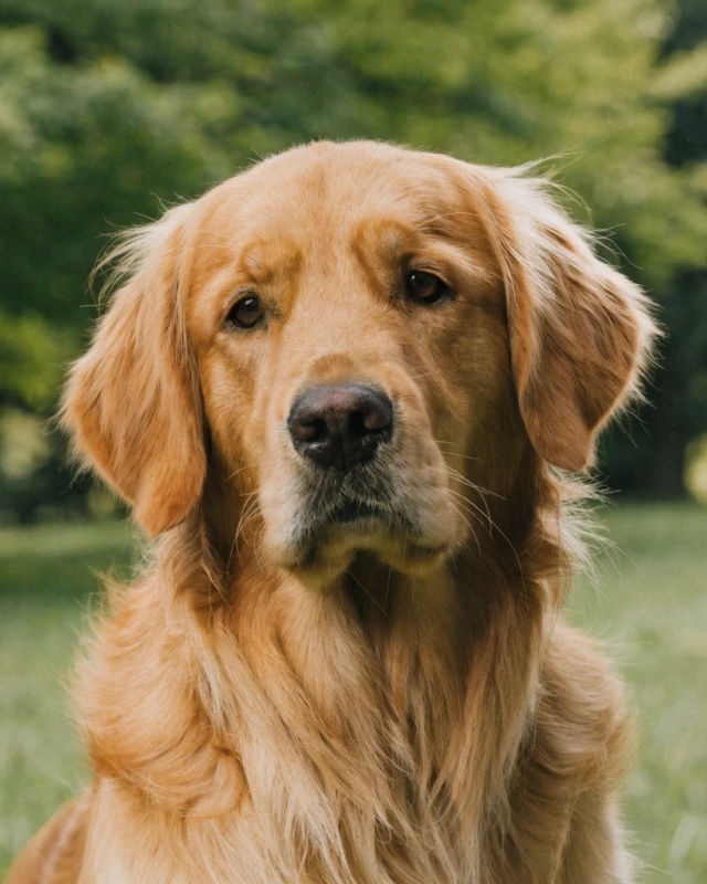 Generated dog portrait: Maple