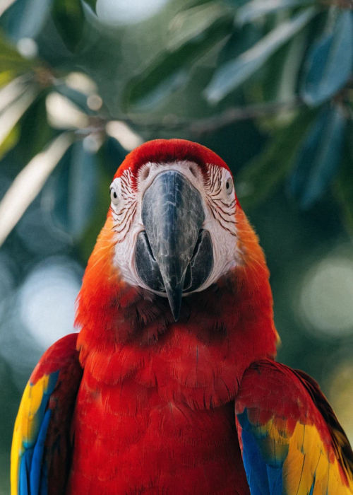 Generated bird portrait: Rio