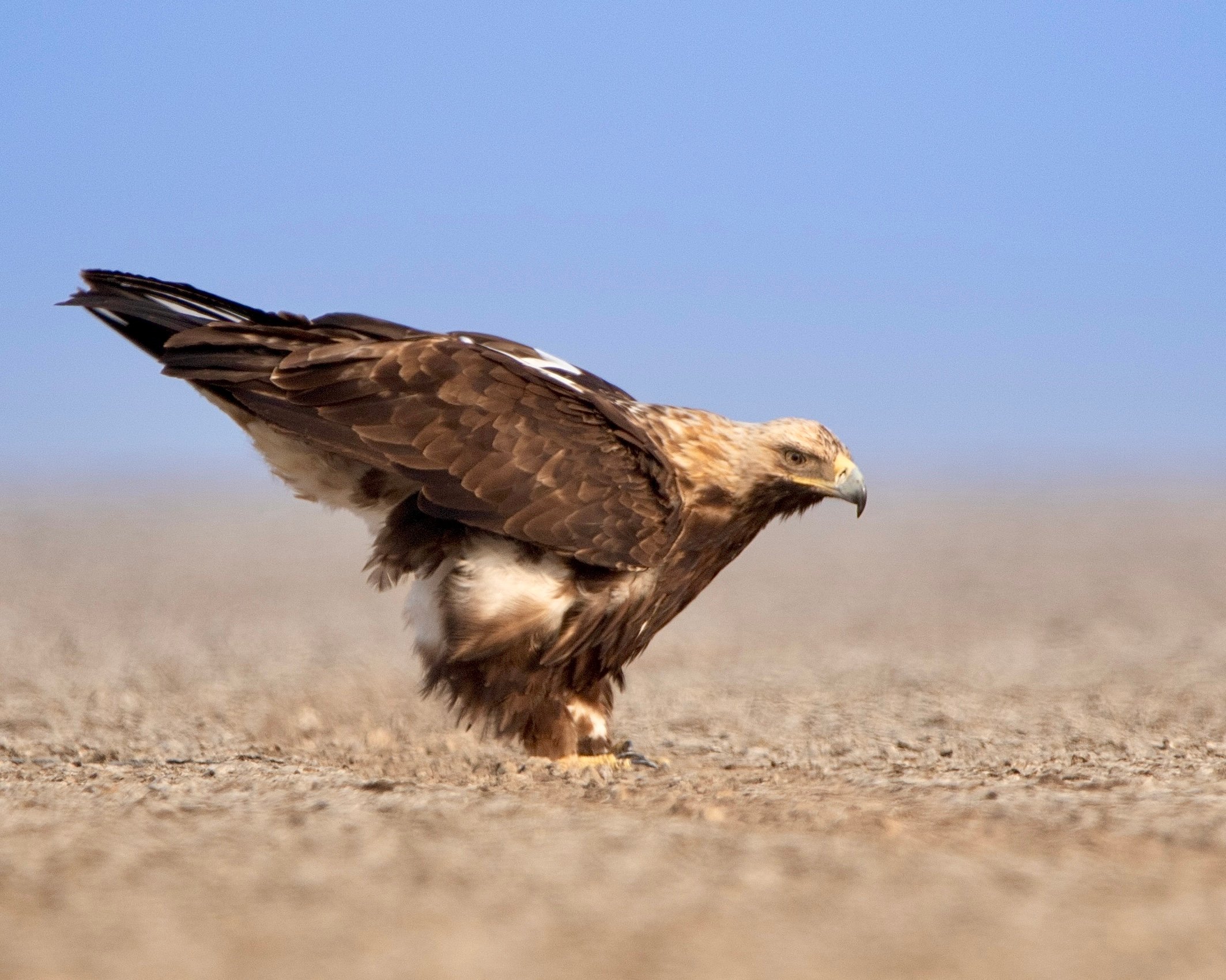 Little Rann Of Kutch (BAJANA) wildlife photograph 1 by Hans Wild