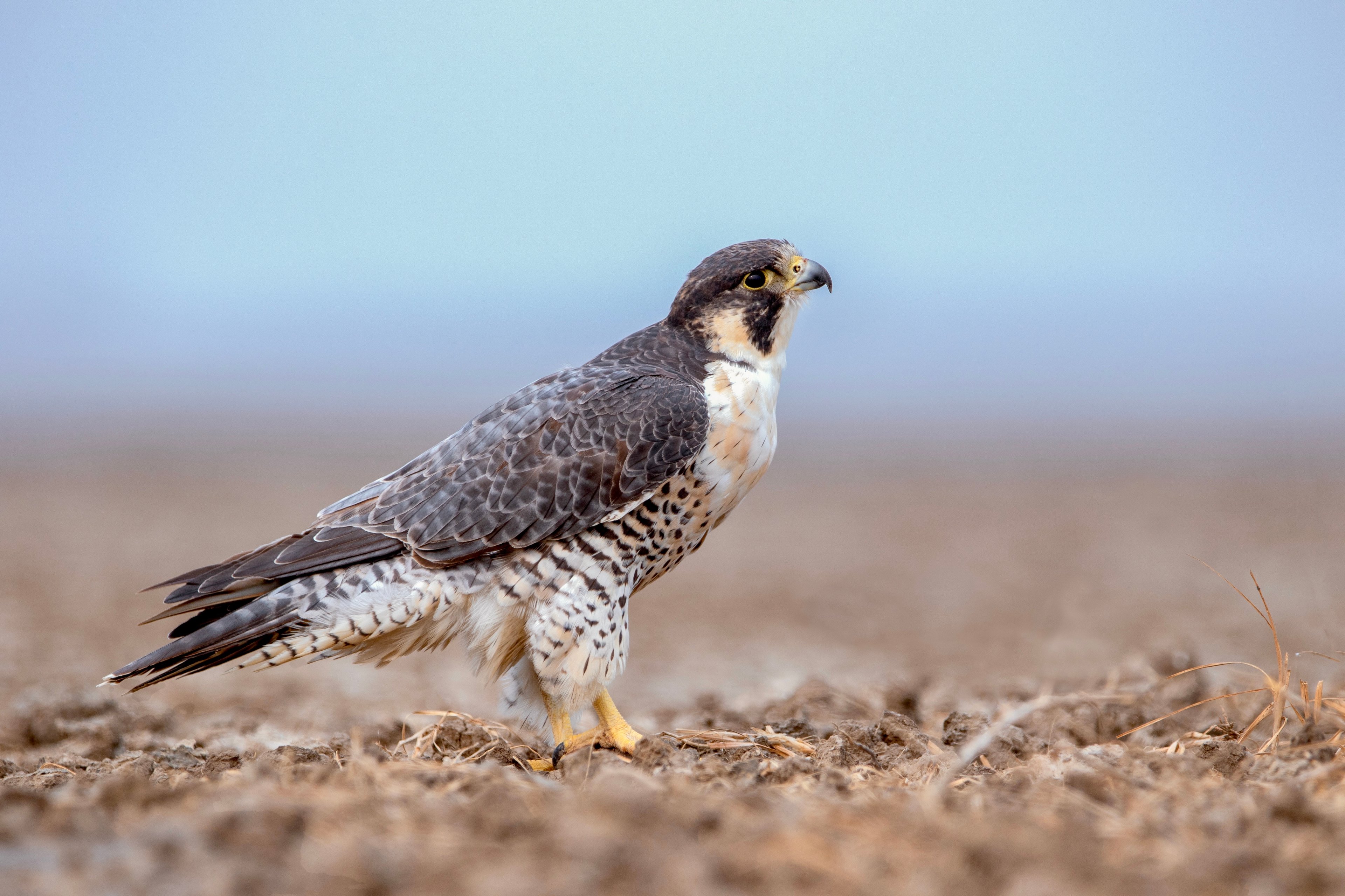 Little Rann Of Kutch - BAJANA wildlife safari by Hans Wild