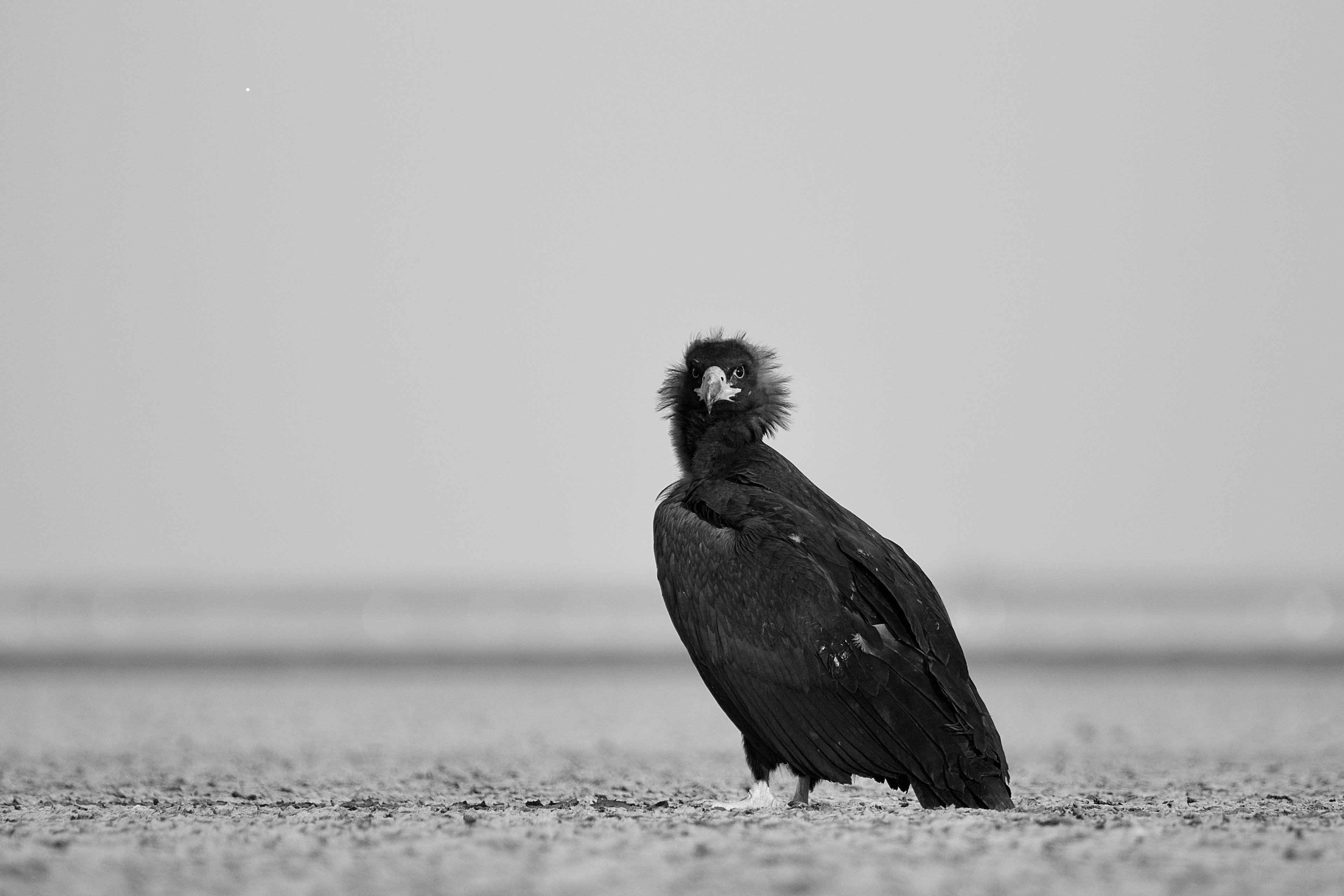 Little Rann Of Kutch (BAJANA) wildlife photograph 3 by Hans Wild