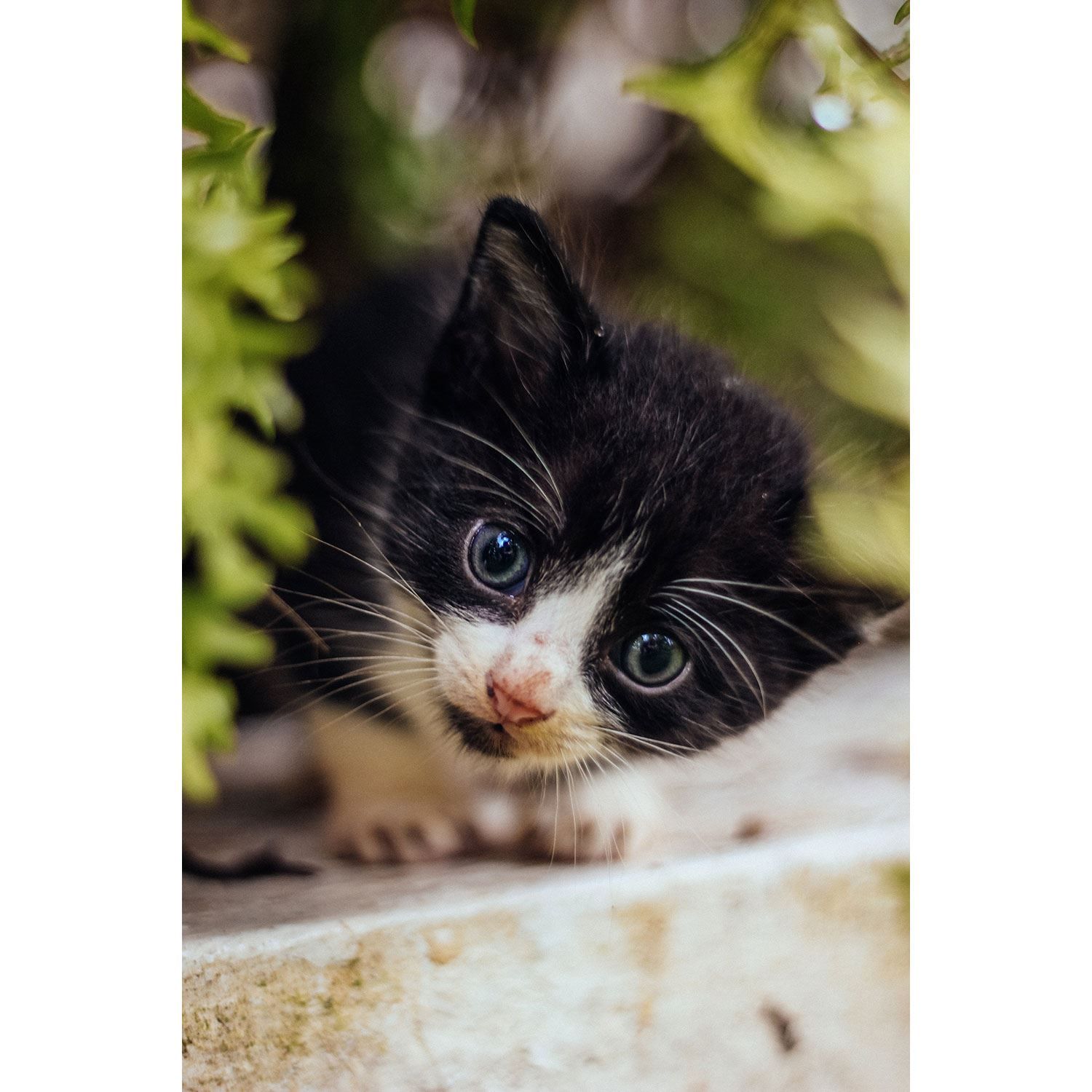 Poster Affiche Bebe Chat Noir Et Blanc Yeux Bleus En Observation Sur Un Muret Ebay