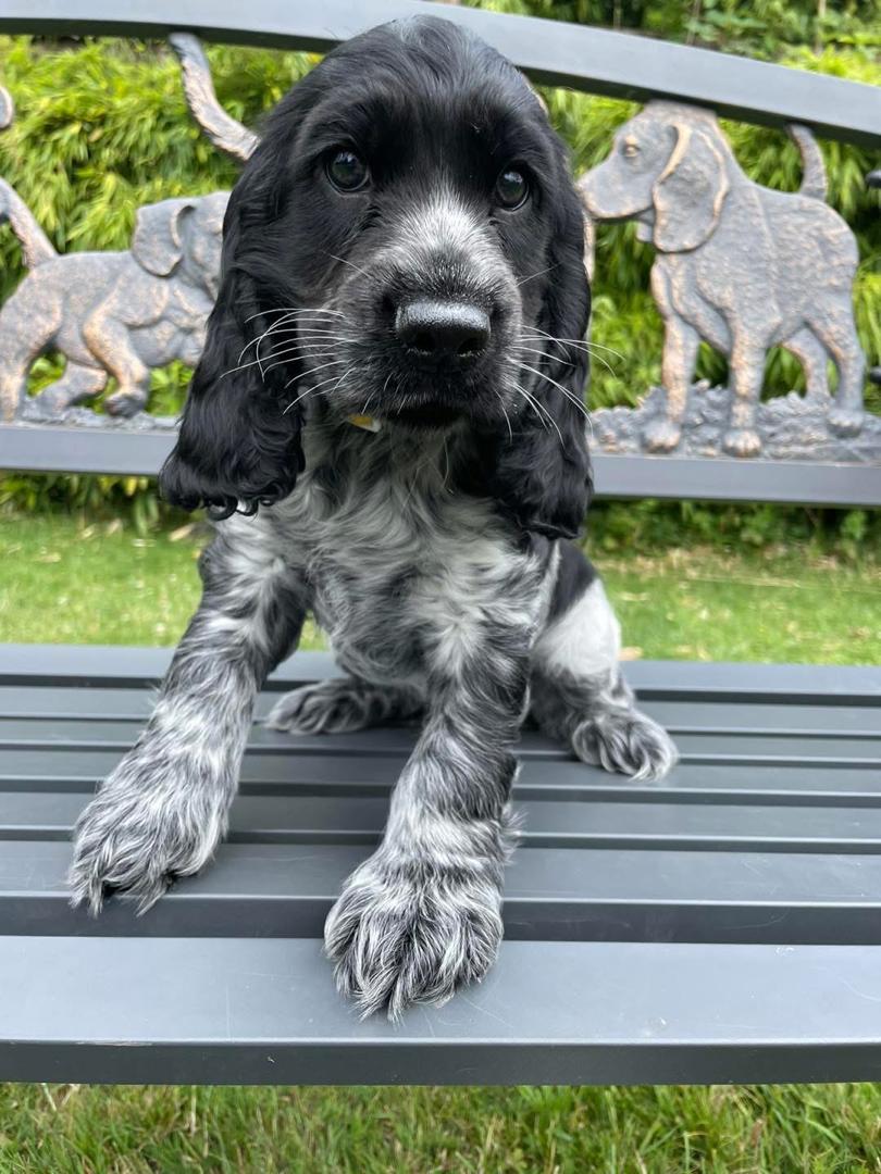 Charlie