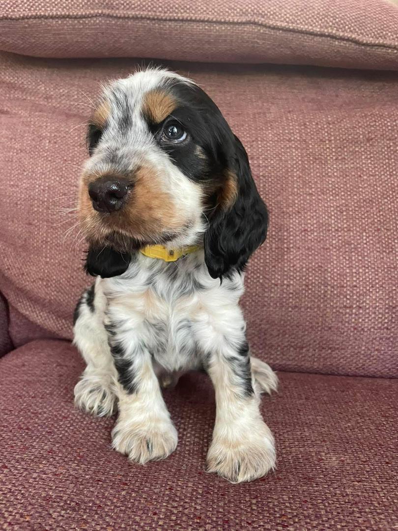 Cooper