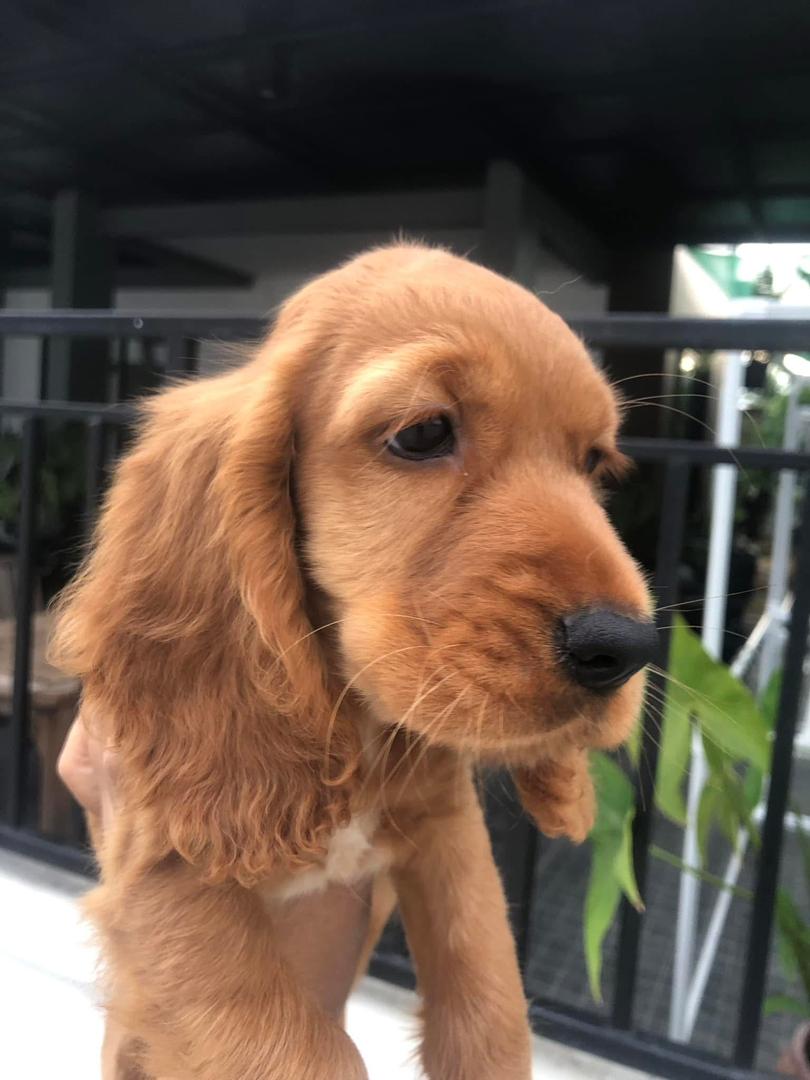 Daisy
