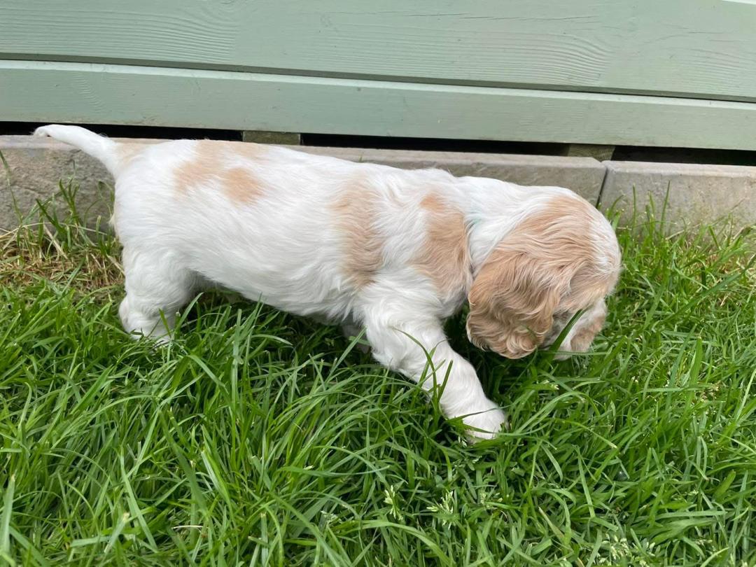 Rosie