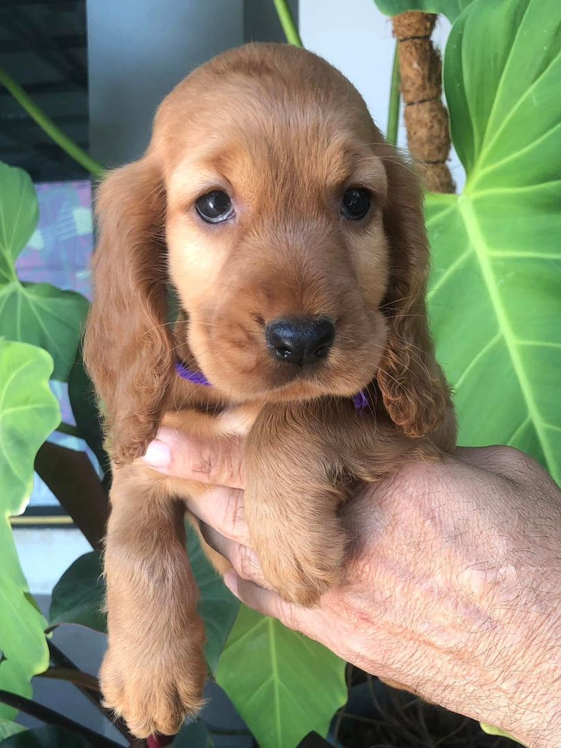 Sadie