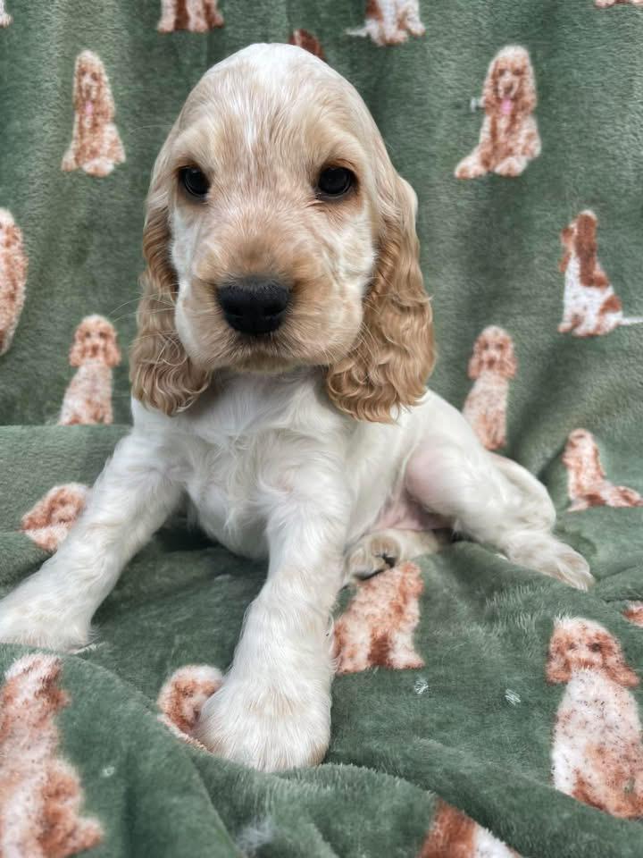 Winston