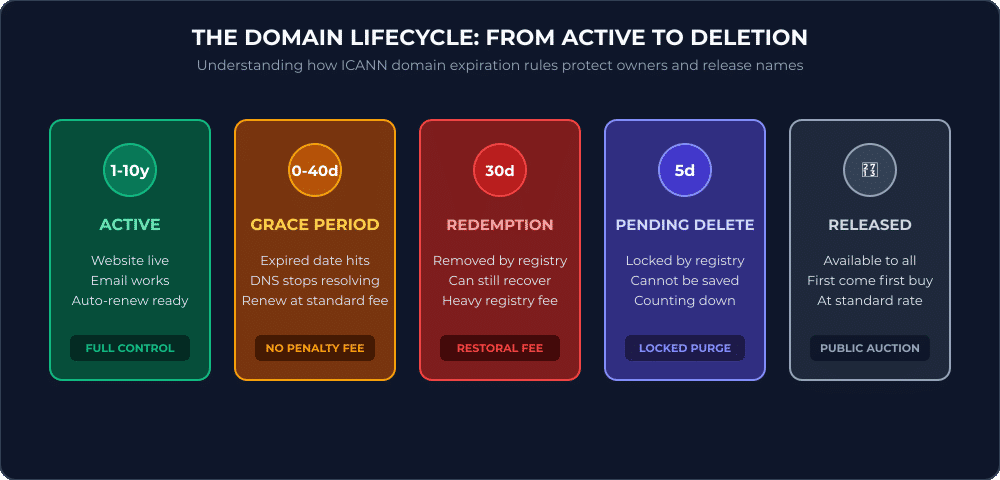 Infographic showing the 5-phase domain expiration lifecycle: Active period, Grace period, Redemption period, Pending delete, and Public release