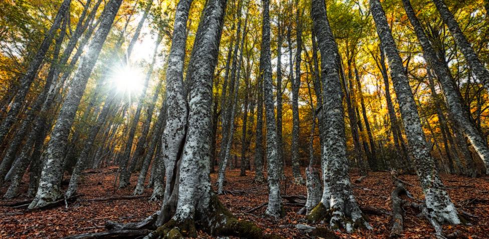 El auténtico rincón de la sierra de Madrid