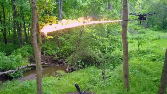 Drones lanzallamas para destruir nidos de avispas gigantes asiáticas