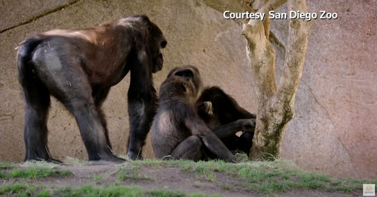 Varios gorilas del zoo de San Diego dan positivo por Covid-19