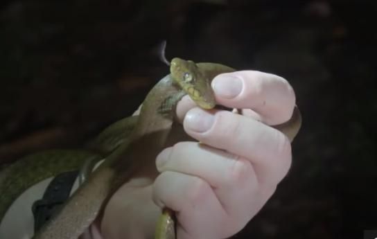 Descubren una nueva y sorprendente forma de escalada en las serpientes