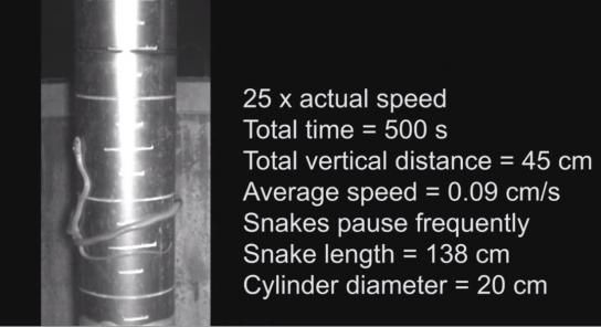 Descubren una nueva y sorprendente forma de escalada en las serpientes