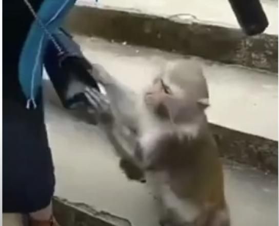 Estos monos han aprendido a robar objetos valiosos, y tienen sus motivos