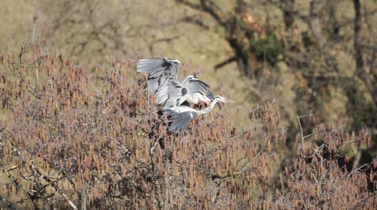 El cortejo, copulación y cría de la garza