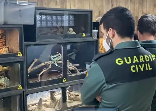 El hombre mordido por una cascabel es un coleccionista de serpientes