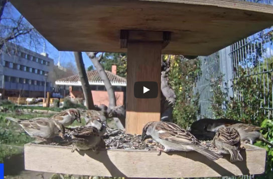 Un ‘Gran hermano ornitológico’ para mejorar la conservación de las aves