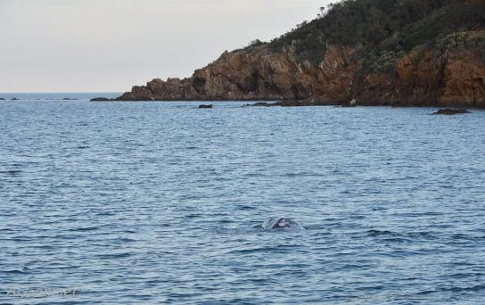 Qué hace en el Mediterráneo una joven ballena gris nativa del Pacífico