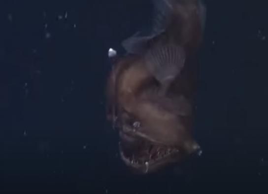 El diablo negro que emergió del fondo marino para morir cerca de Los Angeles