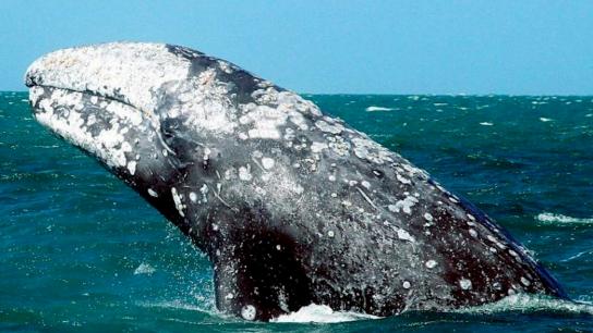 "Salvad a Wally", operación de Estado en Mallorca para evitar la muerte de la ballena gris