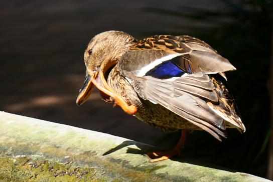 Cuaca, la patita triste de Pedralbes