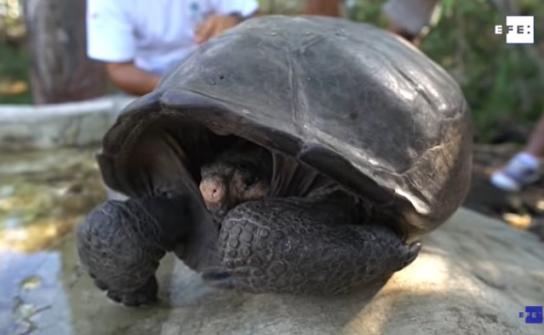 La tortuga gigante encontrada en Fernandina es de la especie que se creía extinta