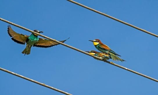 ¿Cómo es una pelea de abejarucos?
