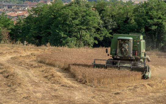 La cosecha de la cebada en la Plana de Vic