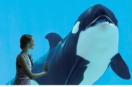 Investigan la repentina muerte de la orca Amaya, hija del famoso Ulises
